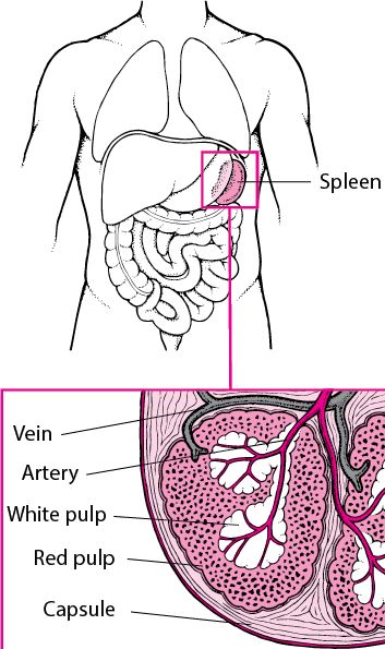 Overview of the Spleen - Blood Disorders - Merck Manuals Consumer Version Spleen Anatomy, Blood Disorders, Critical Care Nursing, Human Anatomy And Physiology, Dad Tattoos, Nursing Notes, Medical Knowledge, Critical Care, Study Skills