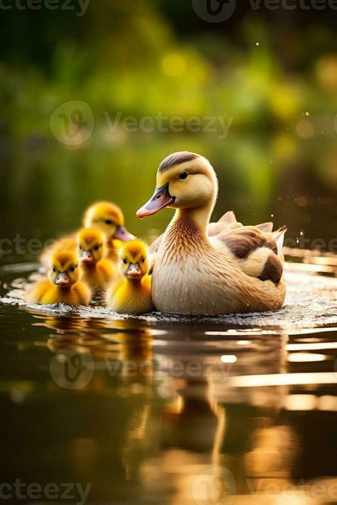 Cute ducklings follow their mom as they paddle gracefully across the sparkling pond creating a heartwarming scene Duck With Ducklings, Duck Tattoos, Duck And Ducklings, Cute Ducklings, Baby Duck, Baby Ducks, Graphic Templates, Royalty Free Stock Photos, Sparkle