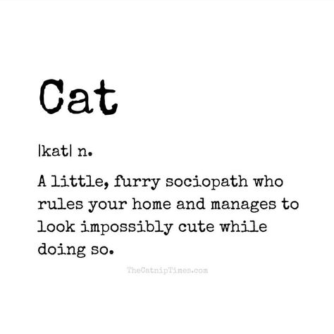 Cat Person Quotes, Cat Captions, Sarcasm Quotes, Therapy Animals, Cat Quotes Funny, Sassy Quotes, Short Humor, Cat Quotes, Cat Facts