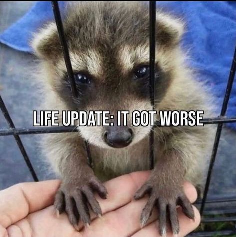 Life Update It Got Worse, Pet Raccoon, Life Update, Raccoon Funny, Trash Panda, Funny Phone Wallpaper, Jokes Pics, Silly Animals, Humor Memes