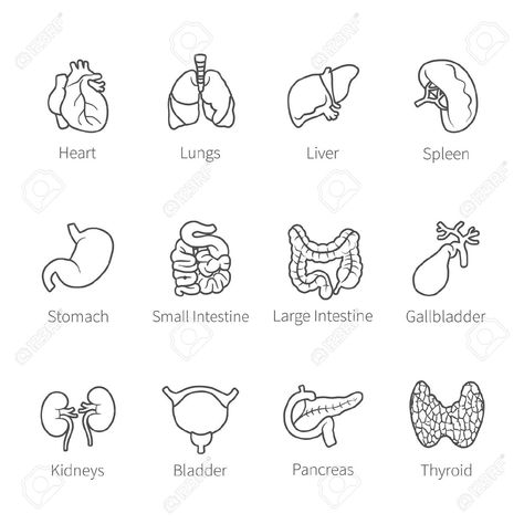 Geometric Icons, Human Internal Organs, Biology Drawing, Medical Drawings, General English, Human Organs, Nurse Study Notes, Internal Organs, Medical School Studying