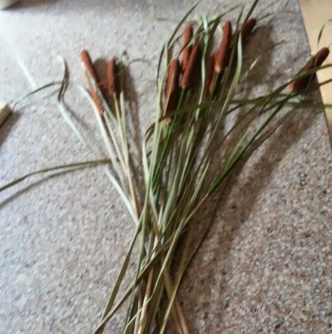 Sweetwater Style: Preserving Cattails for Indoor Arrangments Preserving Cattails, Dried Cattails, Cattails Decorations, Cattails Decor, Natural Fall Decor, Outside Fall Decor, Leather Mirror, Cat Tail, Fall Arrangements