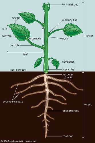 Bud Plant, Facts About Plants, Plant Anatomy, Biology Plants, Plant Classification, Plant Physiology, Plant Bud, Plant Structure, Plant Study