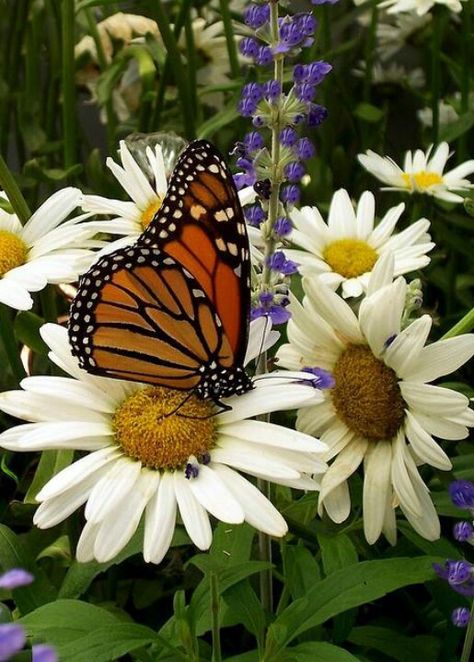 Butterfly Photo Papillon, Butterflies And Dragonflies, Monarch Butterflies, Butterfly Pictures, Butterfly Kisses, Birds And Butterflies, Airbrush Art, Butterfly Garden, Monarch Butterfly