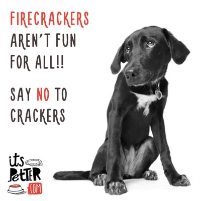 Let's all be a bit more considerate towards #animals this #Diwali.   Say No To Crackers  #Pets #Dogs #Cats #Doglovers Cracker Quotes, Say No To Crackers, Diwali Quotes, Bookmarks Diy, Diwali Poster, Handmade Bookmarks Diy, Handmade Bookmarks, Animals Pictures, Diwali Wishes