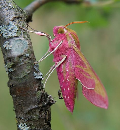 Pink Moth, Rosy Maple Moth, Awesome Nature, Hawk Moth, Beautiful Bugs, Creepy Crawlies, Bugs And Insects, Pink Elephant, Nature Animals