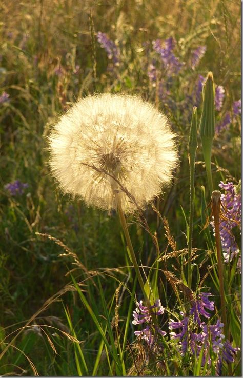 Dandelion Wishes  ~ Dandelions Aesthetic, Wishing Flower, Dandelions Flower, Dandelion Photo, Wish Flower, Dandelion Wine, Dandelion Flowers, Dandelion Wishes, Dandelion Clock