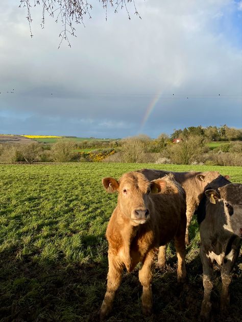 #aesthetic #spring #farm #ireland Ireland Sheep Aesthetic, Ireland Farm Aesthetic, Medieval Ireland Aesthetic, Gaeltacht Ireland, Ireland Farmhouse, Irish Girl Aesthetic, Irish Culture Aesthetic, Ireland Aesthetic Outfits, Ireland Farm