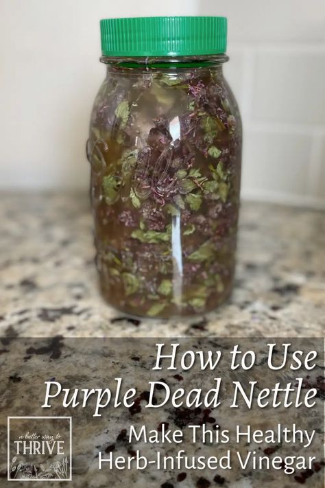 How To Dry Purple Dead Nettle, Purple Dead Nettle Tincture, Red Dead Nettle Uses, Dead Nettle Recipes, Purple Dead Nettle Recipes, Purple Dead Nettle Uses, Purple Dead Nettle Tea, Purple Dead Nettle Salve, Purple Nettle