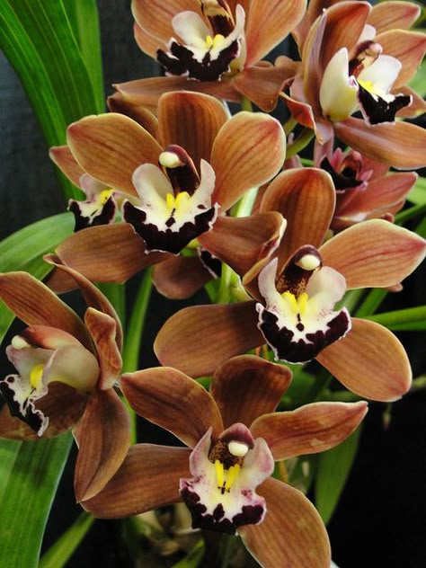 Chocolate cymbidium orchid.  DSC02584 - Chocolate Orchids    Orchid at the Winter Carnival Orchid Show at the Marjorie McNeely Orchid Plant, Cymbidium Orchids, Brown Flowers, Unusual Flowers, Favorite Flower, Beautiful Orchids, Orchid Flower, Exotic Flowers, Flower Beauty