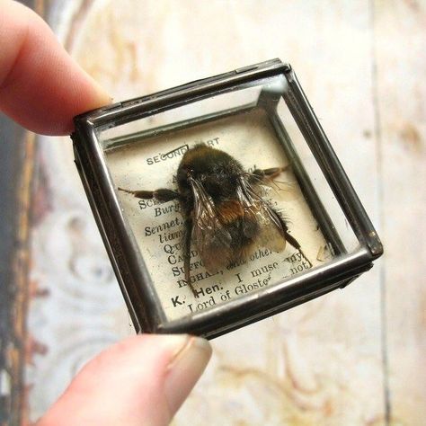 Not a butterfly but it's so cute Oddities Decor, Box Assemblage, Cabinet Of Curiosity, Insect Taxidermy, Collage Images, Aesthetic Png, Brass Box, Taxidermy Art, Vulture Culture