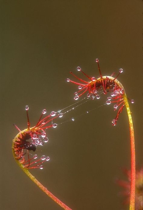 Pine Barrens, Esoteric Knowledge, Foto Macro, Plants Photography, Plant Fungus, Carnivorous Plants, Foto Art, Flickr Photos, Natural Forms