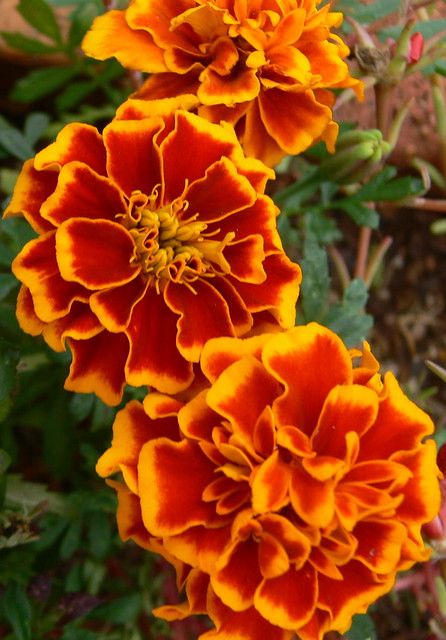 Chrysanthemum Seeds, Planting Marigolds, Fleur Orange, Marigold Flower, Favorite Flowers, Día De Muertos, Orange And Yellow, Flower Beauty, Types Of Flowers