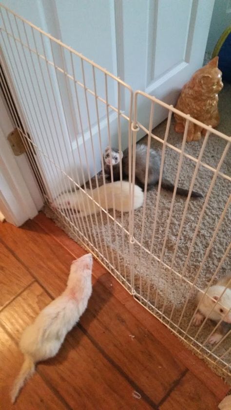 We use 3 panels from a ferret playpen to separate Keller from the "Krakens". Best ferret gate ever. Diy Ferret Gate, Diy Ferret Playpen, Ferret Playpen, Ferret Room, Playpen Ideas, Ferret House, Ferret Ideas, Unusual Pets, Ferret Stuff