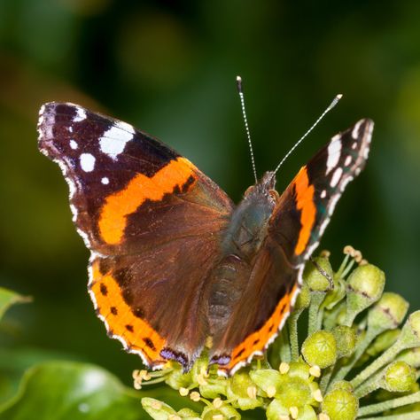 Butterfly Magnets, Red Admiral Butterfly, Admiral Butterfly, Pictures Of Insects, Butterfly On Flower, Farnham Surrey, Swan Brooch, Blossom Painting, Garden Mural