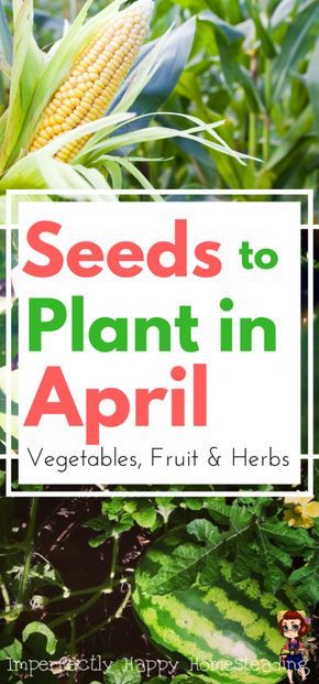 Seeds to Plant in April - Vegetables, Fruits & Herbs for Zones 3 -10 Gardening in Spring & Summer April Gardening, Growing Tomatoes In Containers, Garden Calendar, Tomato Garden, Flowers Garden, Organic Vegetables, Veggie Garden, Edible Garden, Gardening For Beginners