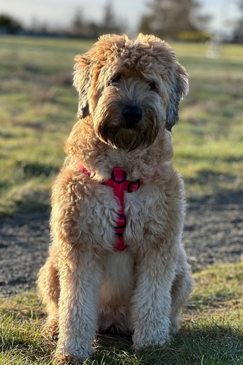 Whoodle Irish Wheaten Terrier Poodle Mix Soft Coated Wheaten Terriers, Wheaton Terrier Soft Coated, Poodle Fashion, Wheaten Terrier Mix, Wheaten Terrier Puppy, Cute Animals Drawings, Wheaton Terrier, Designer Dogs Breeds, Small Poodle