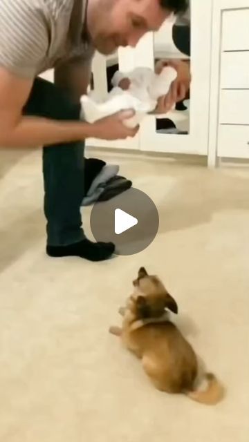 Funny Babies Laughing, Instagram Dog, Cat And Dog Videos, Cute Puppy Videos, Funny Cats And Dogs, Baby Animals Funny, Puppies Funny, Baby Puppies, Cute Funny Dogs