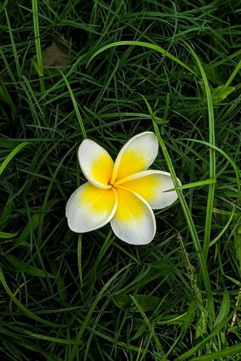 Flower Draw, Christian Iphone Wallpaper, Freesia Flowers, Beautiful Flower Drawings, Nature Photography Flowers, Plumeria Flowers, Flowers Photography Wallpaper, Hand Flowers, Amazing Nature Photography