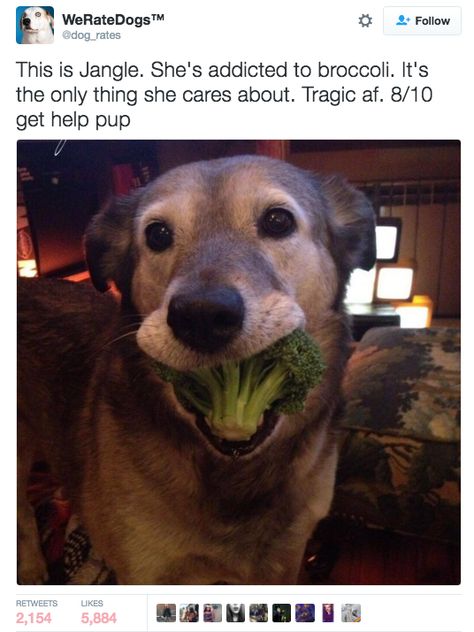 Jangle — 8/10. Solid dog but addicted to broccoli. | Admit It, This Funny AF Twitter Account Is What We All Do To Dogs IRL The Floor, A Dog, Broccoli, Dogs