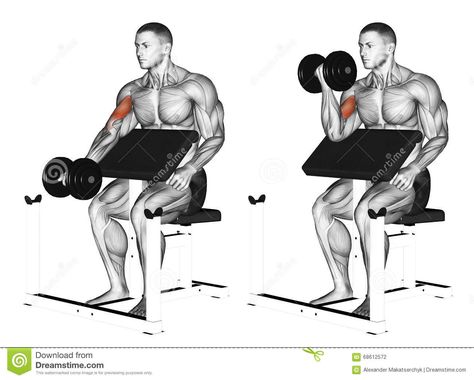 Exercising. One Arm Dumbbell Preacher Curl - Download From Over 58 Million High Quality Stock Photos, Images, Vectors. Sign up for FREE today. Image: 68612572 Dumbbell Bicep Workout, Upper Arm Exercises, Bicep Exercises, Arm Training, Beginners Fitness, Challenge Fitness, Biceps Brachii, Forearm Workout, Transformation Fitness