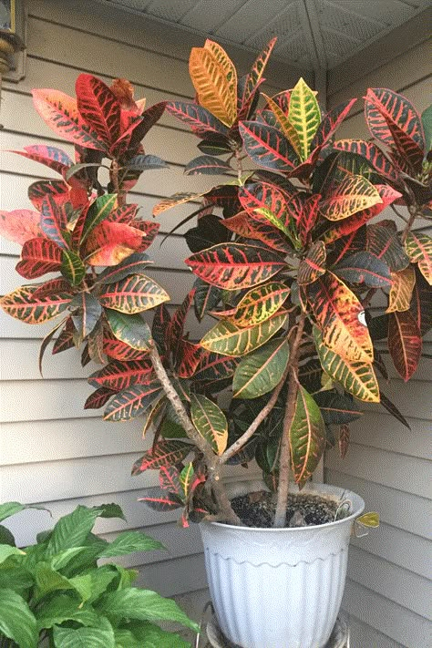 Croton Guide: How to Take Care of a Croton Plant Propagating Croton Plants, Croton Petra Plant Care, Easy Plants To Propagate, Croton Propagation, Croton Plant Indoor, Petra Plant, Petra Croton, Bali Gardens, Crotons Plants