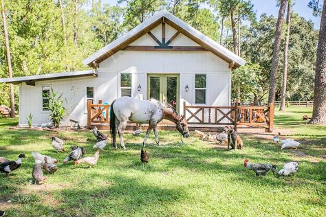 HORSE FARM Retreat, Newer Built Private Guesthouse - Farm stays for Rent in Zephyrhills, Florida, United States - Airbnb Farm Airbnb Ideas, Farm Airbnb, Rescue Farm, Zephyrhills Florida, Guinea Hens, Florida Farm, Farm Retreat, House Cabin, Country Lifestyle