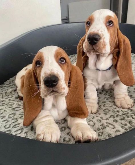 Hound Dog Puppies, Basset Puppies, Biewer Yorkie, Dog Lover Quotes, Basset Hound Beagle, Basset Hound Puppy, Hound Puppies, Pet Corner, Basset Hound Dog