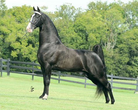 Beautiful Tennessee Walking Horse Tennessee Walker Horse, Saddlebred Horses, Tennessee Walker, American Saddlebred Horses, Tennessee Walking Horse, Clydesdale Horses, Walking Horse, American Saddlebred, Palomino Horse