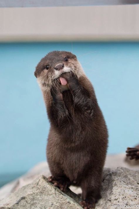 Pretty sure this little guy is like...WTF? Otters Cute, Otter Love, Baby Otters, Sea Otters, Sea Otter, Cute Critters, Cute Creatures, Sweet Animals, Amazing Animals