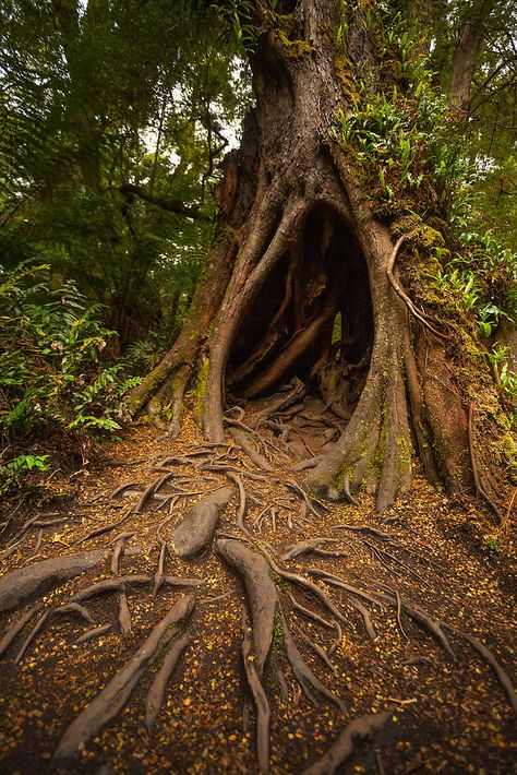 Huge Trees Aesthetic, Large Tree Aesthetic, Hollow Tree Drawing, Big Tree Aesthetic, Tree Astethic, Trees Reference, Cool Trees, Tree Person, Tree Hollow