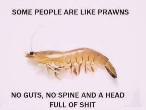 Some people are like prawns. No guts, no spine and a head full of shit k120316 Joke Of The Day, Picture Collection, Sarcastic Humor, New People, New Memes, Some People, Never Give Up, Make Me Smile, Funny Pictures