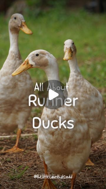 Indian Runner Ducks Care, Runner Ducks Video, Indian Runner Ducks, Raising Ducks, Runner Ducks, Handy Man, Duck Eggs, Little Cabin, Sustainable Garden