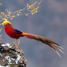 Unusual Birds, Flax Flowers, Dreamy Artwork, Rock Climbers, Rare Birds, Nature Conservation, Wildlife Conservation, Exotic Birds, Colorful Birds