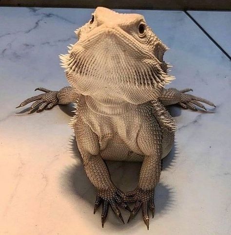 Dragon Lizard Pets, Albino Bearded Dragon, Big Bearded Dragon, Black Bearded Dragon, White Bearded Dragon, Bearded Dragon Enclosure Ideas, Beard Dragon, Cute Animal Pfp, Bearded Dragon Colors