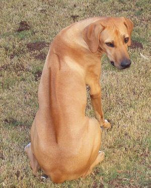 Rhodesian Ridgeback. My neighbor has this breed of dog and he's HUGE! But so sweet and he never barks. Ridgeback Dog, Dog Breeds Pictures, Rhodesian Ridgeback Dog, Rare Dog Breeds, Rare Dogs, Mohawks, Lion Dog, Dream Dog, Loyal Dogs