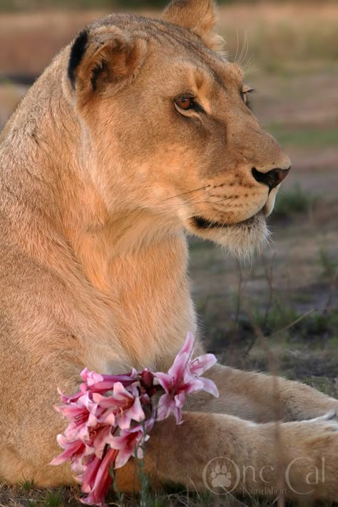 Cute Lioness Wallpaper, Pretty Lioness, Lioness Aesthetic, Lioness Wallpapers, Lioness Photo, Lioness Photography, Lioness Images, Big Cat Family, Lion Drawing