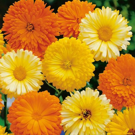 Calendula Seeds, Orange Plants, Front Path, Calendula Officinalis, Front Fence, Calendula Flower, July Wedding, Wildflower Garden, Cream Yellow