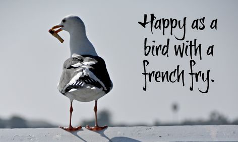 Seagull With French Fry Seagull Funny, Seagull With A French Fry, Happy November 1st, My Birthday Month, Happy November, November 1st, French Fry, November 1, Birthday Month