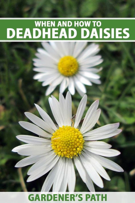 Many types of daisies are available for adding color, charm, and whimsy to the summer landscape. One of the secrets to cultivating a picture-perfect daisy patch is deadheading. Read on to learn about this gardening technique and how to do it yourself now on Gardener’s Path. #deadheading #daisies #gardenerspath Daisy Garden Landscaping, Shasta Daisy Landscaping, Planting Daisies, Daisy Landscape, Daisy Care, Gardening Notebook, Types Of Daisies, Backyard Hacks, Daisy Plant