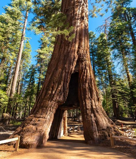 A Guide to All the Brilliant Things to Do in Redwood National Park Redwoods National Park, Redwood National And State Parks, Cool Trees, Uk Cottage, Park Project, Redwood Trees, Things To Do In California, Grad Trip, North America Travel Destinations