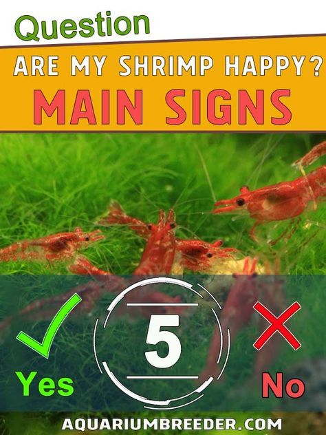 Shrimp Aquarium Ideas, Shrimp Fish Tank, Shrimp Tank Ideas Freshwater Aquarium, Freshwater Shrimp Tank, Freshwater Shrimp, Freshwater Shrimp Aquarium, Cherry Shrimp Tank Ideas, Shrimp Tank Ideas, Shrimp Aquarium