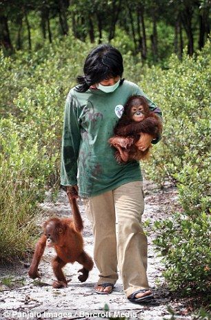 A sanctuary 'babysitter' carries an Orangutan baby at Borneo Orangutan Survival Foundation on Bangamat Island Crisis Plan, Borneo Orangutan, Wild Animal Sanctuary, So Sleepy, Baby Orangutan, Ape Monkey, Wildlife Biologist, Great Ape, Always Happy