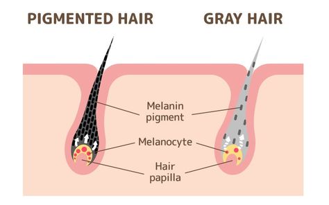 What Is Melanin, Increase Melanin, Hair Turning White, Hair Pigmentation, Onion Juice For Hair, Premature Grey Hair, Melanin Skin, Onion Juice, Increase Hair Growth