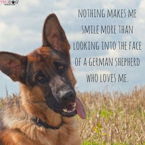 German Shepherd Quotes Love, Dog Line Art Tattoo, German Shepherd Quotes, German Shepherd Care, German Shepherd Photography, Tattoos Dog, Wallpaper Dog Aesthetic, Line Art Tattoo, Wallpaper Dog