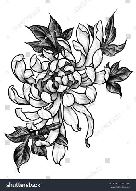 Traditional Black And White Tattoo, Flower Graphic Illustration, Chrysanthemum Flower Drawing, Crisantemo Tattoo, Bonsai Tattoo, Flor Tattoo, Black And White Tattoo, Black Line Tattoo, Illustration Japanese