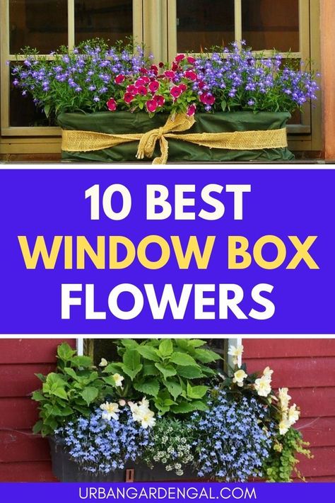 What To Put In Window Boxes, Lantana Window Boxes, Flower Box In Front Of House, Flower Box Ideas For Shade, Flowers To Put In Planters, Faux Flowers For Window Boxes, Shaded Window Box Flowers, Roses In Window Boxes, Shady Window Box Ideas