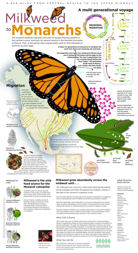 Monarch Butterfly Journey | Visual.ly Monarch Butterfly Facts, Monarch Butterfly Habitat, Raising Monarch Butterflies, Raising Butterflies, Butterfly Facts, Monarch Butterfly Garden, Butterfly Garden Plants, Butterfly Migration, Butterfly Garden Design