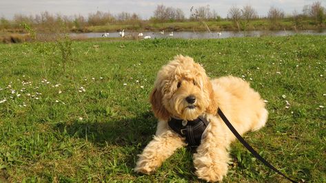 Grooming Labradoodles, Australian Labradoodle, Labradoodle, Doodles, Puppies, Van, Dogs, Animals