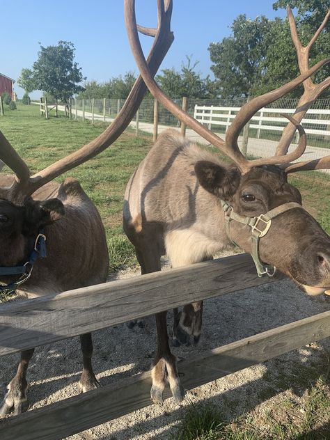 8 Reasons To Visit This Magical Reindeer Farm In The Heart Of The Midwest Reindeer Farm, Reindeer Pet, Pet Deer, Deer Farm, Farm Show, Wildlife Biologist, Midwest Travel, Dude Ranch, Backyard Farming